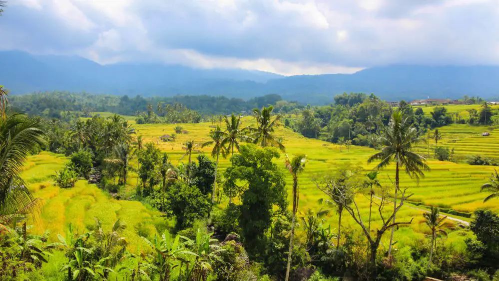 Jatiluwih 2 Pourquoi aller à Bali en famille | Blog VOYAGES ET ENFANTS