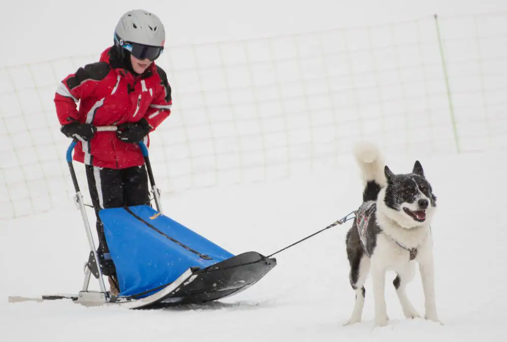 Apprenti musher à Pelvoux Igloo Pelvoo Baby traineau à Pelvoux activités | Blog VOYAGES ET ENFANTS