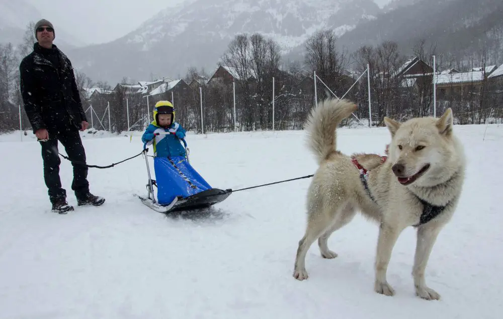 Mini Musher à Pelvoux Igloo Pelvoo Baby traineau à Pelvoux activités | Blog VOYAGES ET ENFANTS