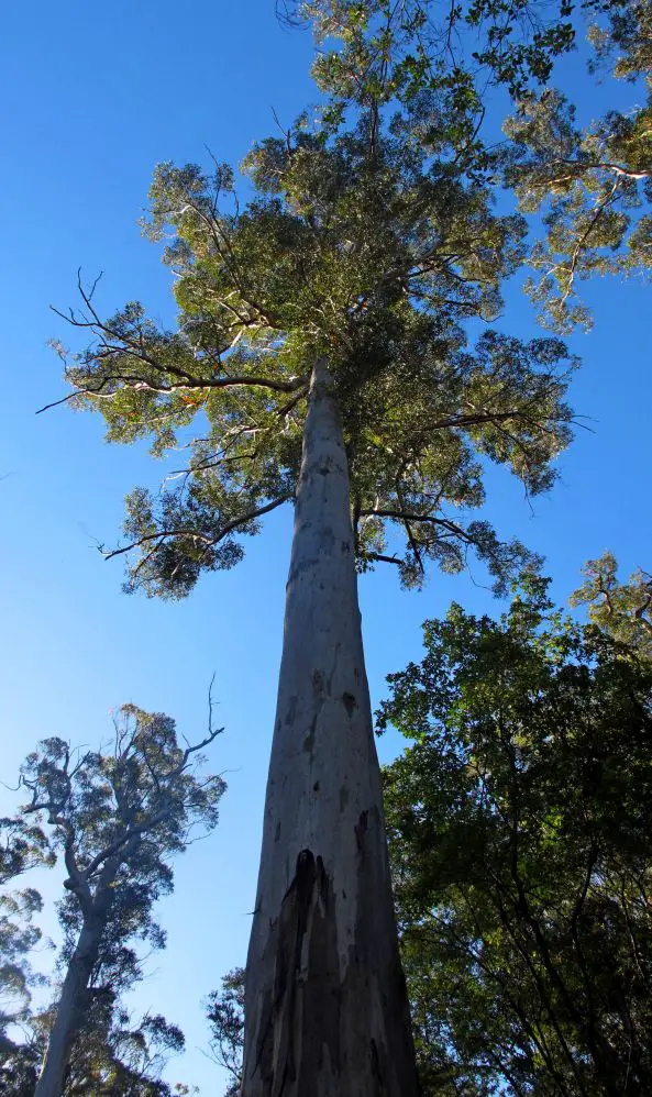 Ouest Australie en famille Perth Ouest Australie en famille | Blog Voyages etEnfants