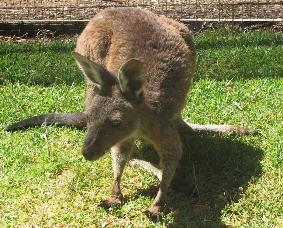 Kangourou Perth Ouest Australie en famille | Blog Voyages etEnfants