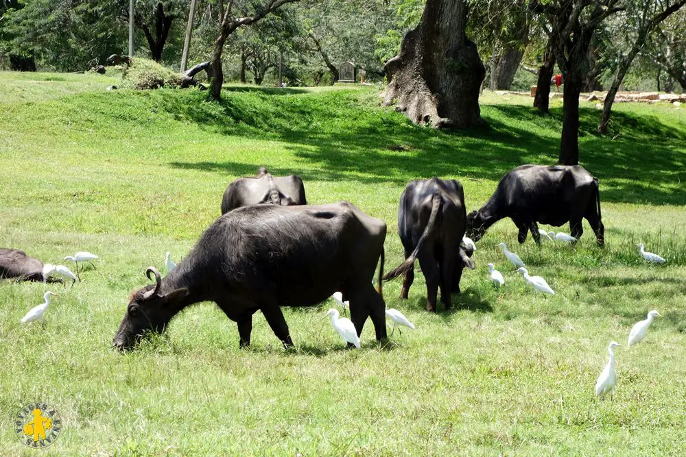 20150225 Sri Lanka 1192 buffle Quel animaux observé au Sri Lanka avec enfant