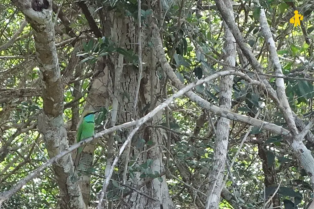 2015.02.25 Sri Lanka (1350) oiseau du sri Lnka martin pécheur