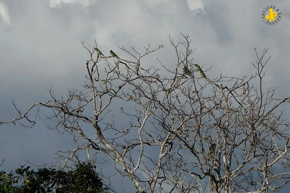 20150225 Sri Lanka 1355 oiseau du Sri Lanka Quel animaux observé au Sri Lanka avec enfant