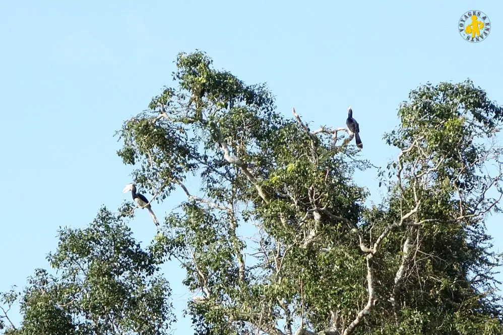 20150225 Sri Lanka 1362 toucan Quel animaux observé au Sri Lanka avec enfant