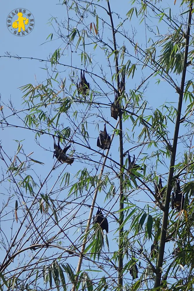 20150225 Sri Lanka 580 chauve souris Quel animaux observé au Sri Lanka avec enfant