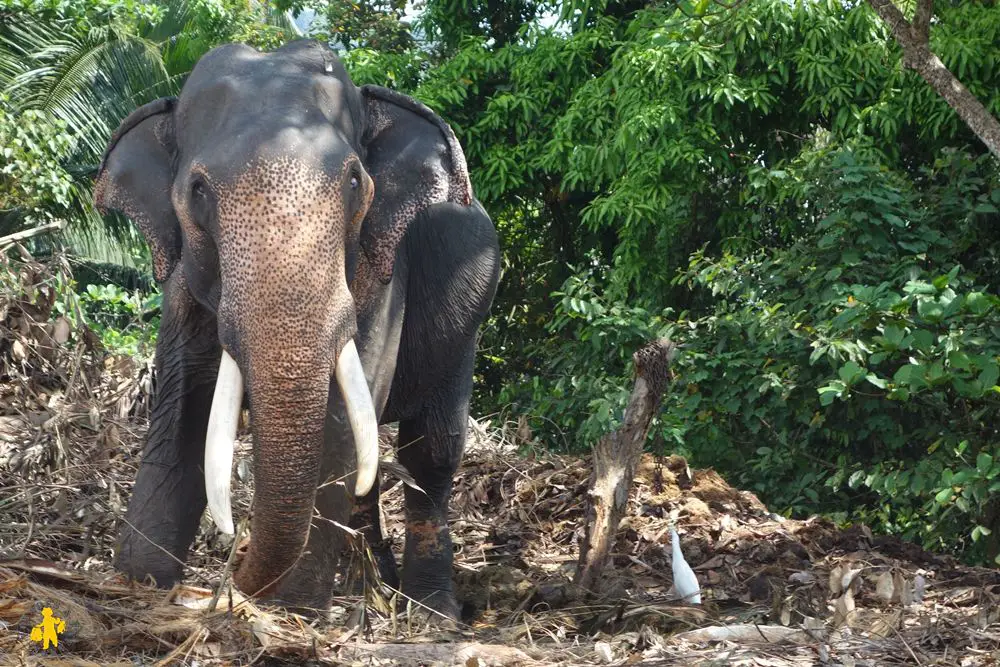 2015.02.25 Sri Lanka (624) elephant à Kandy
