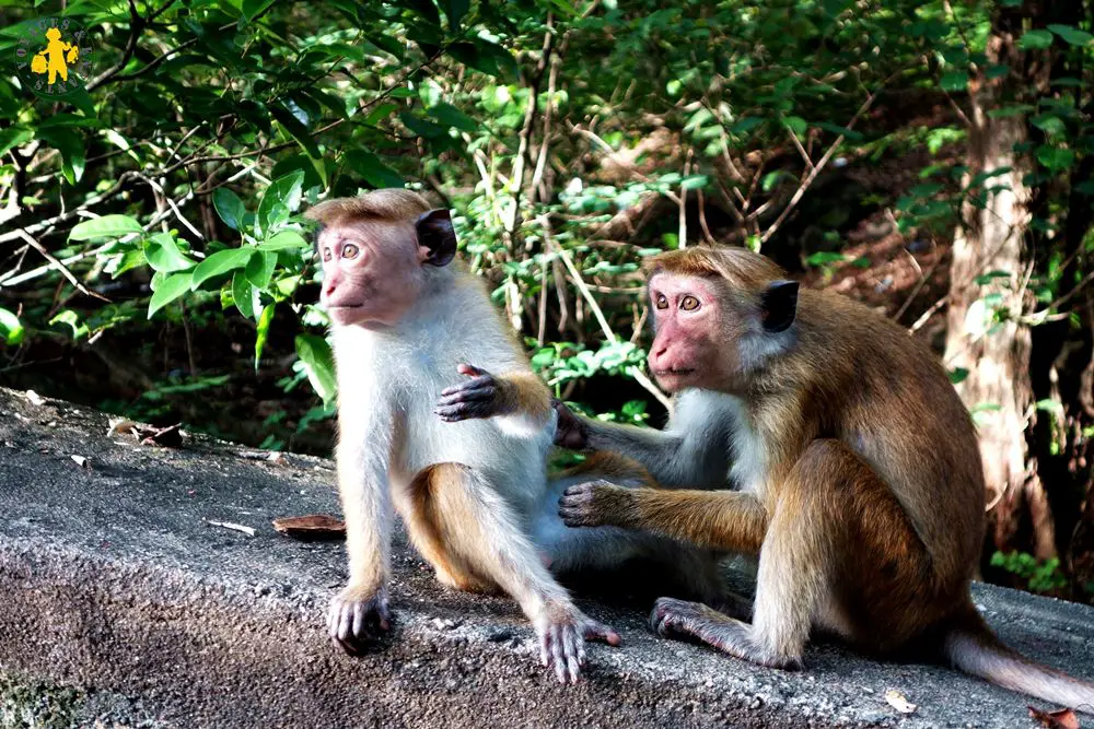 20150225 Sri Lanka 791 singe red face Quel animaux observé au Sri Lanka avec enfant