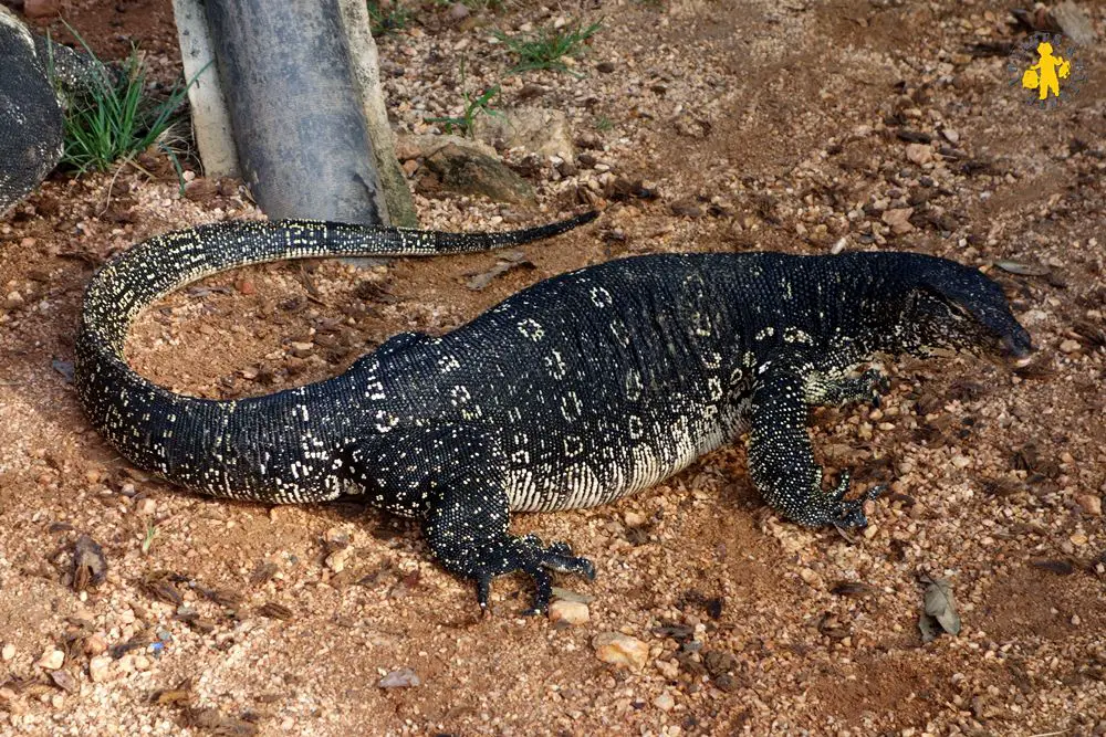 20150225 Sri Lanka 873 varan animaux enfant Quel animaux observé au Sri Lanka avec enfant