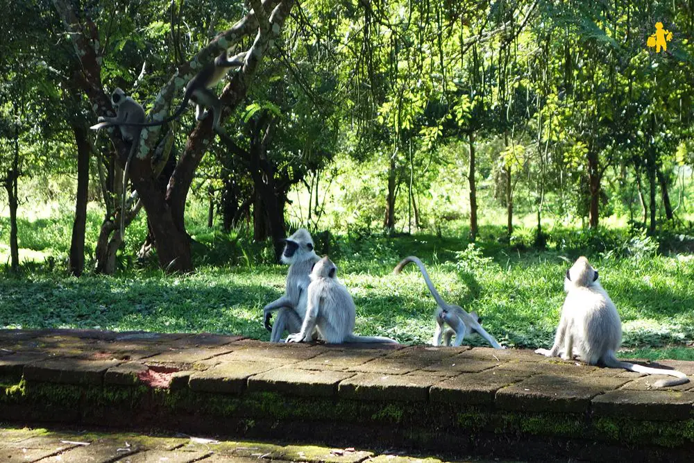 20150225 Sri Lanka 885 singe black face Quel animaux observé au Sri Lanka avec enfant