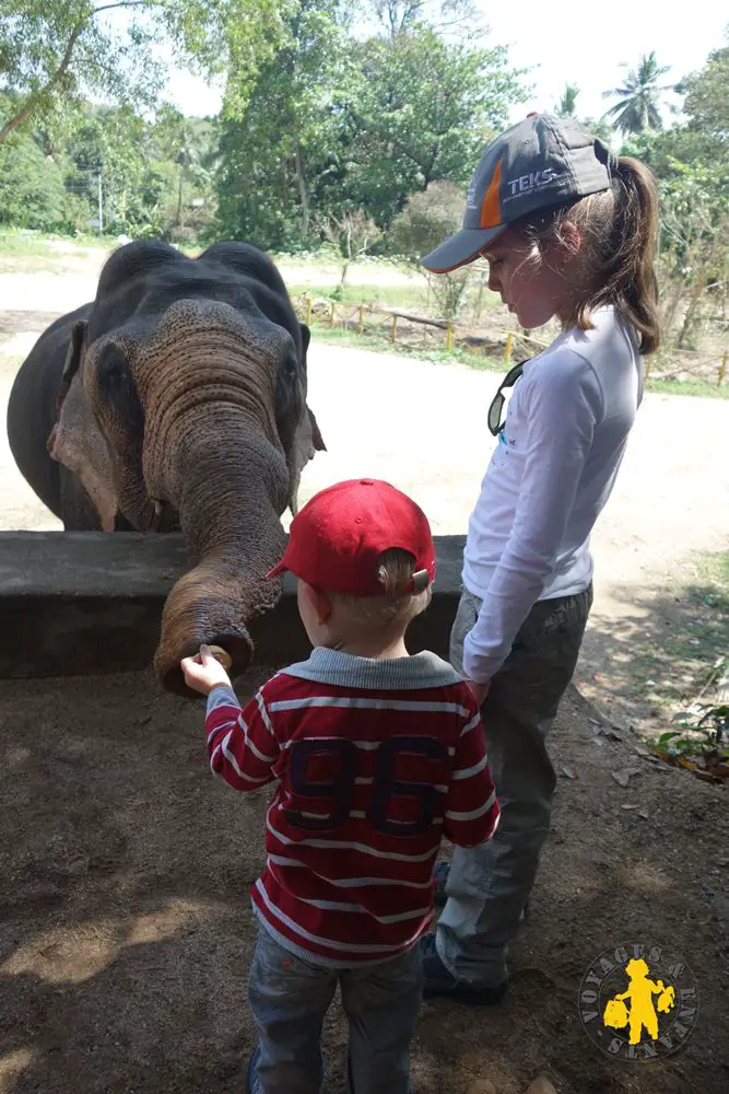 Eléphant Sri Lanka en famille activités centre protection