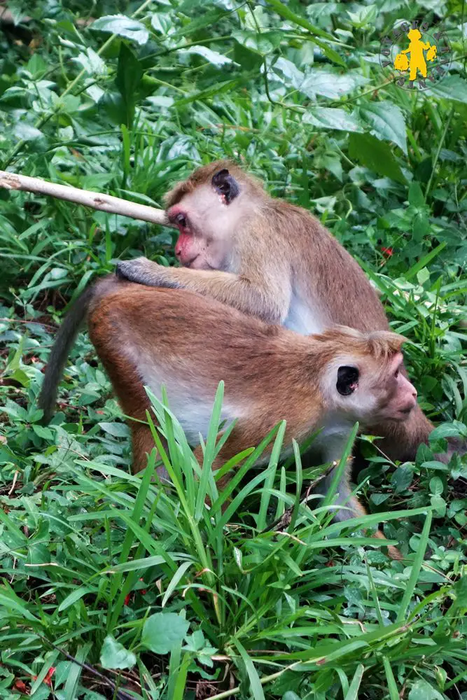 Singe du Sri Lanka animaux enfants Quel animaux observé au Sri Lanka avec enfant