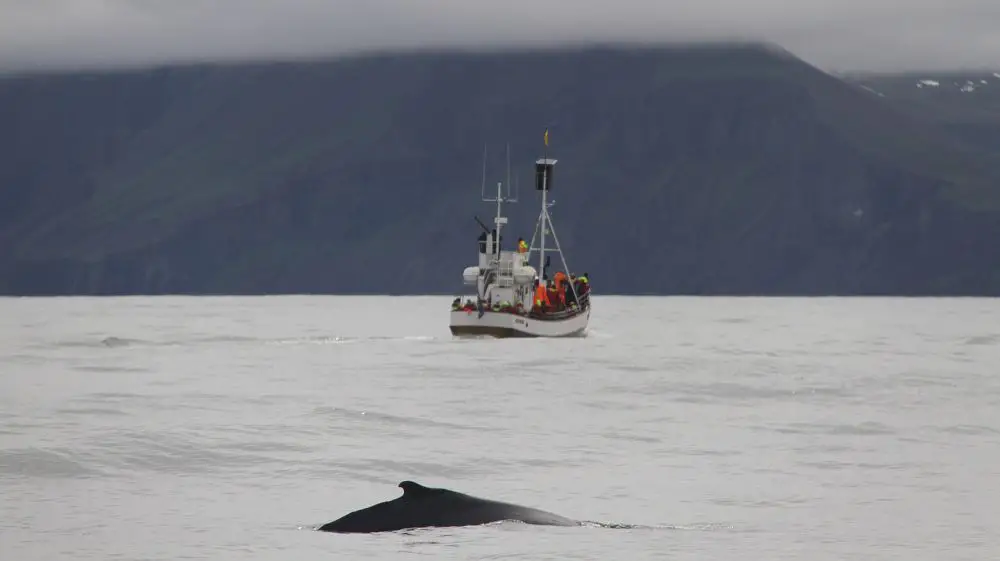 baleines Islande avec des enfants | Blog VOYAGES ET ENFANTS