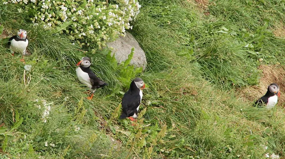 macareux Islande avec des enfants | Blog VOYAGES ET ENFANTS