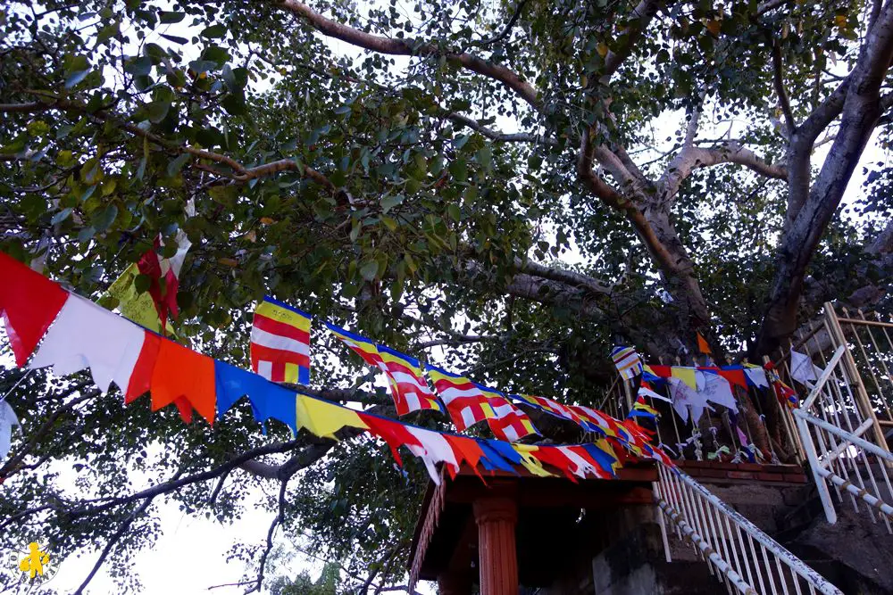 20150225 Sri Lanka Anuradhapura arbre bodi Anuradhapura ou Polonaruwa avec enfant |VOYAGES ET ENFANTS