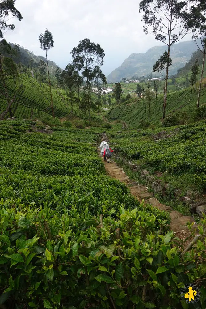 2015.02.25 Sri Lanka Haputale plantation thé