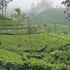 Anuradhapura ou Polonaruwa avec enfant |VOYAGES ET ENFANTS