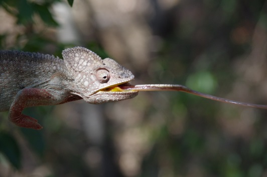 Madagascar en famille avec enfant 8 3 semaines à Madagascar en famille | Blog VOYAGES ET ENFANTS