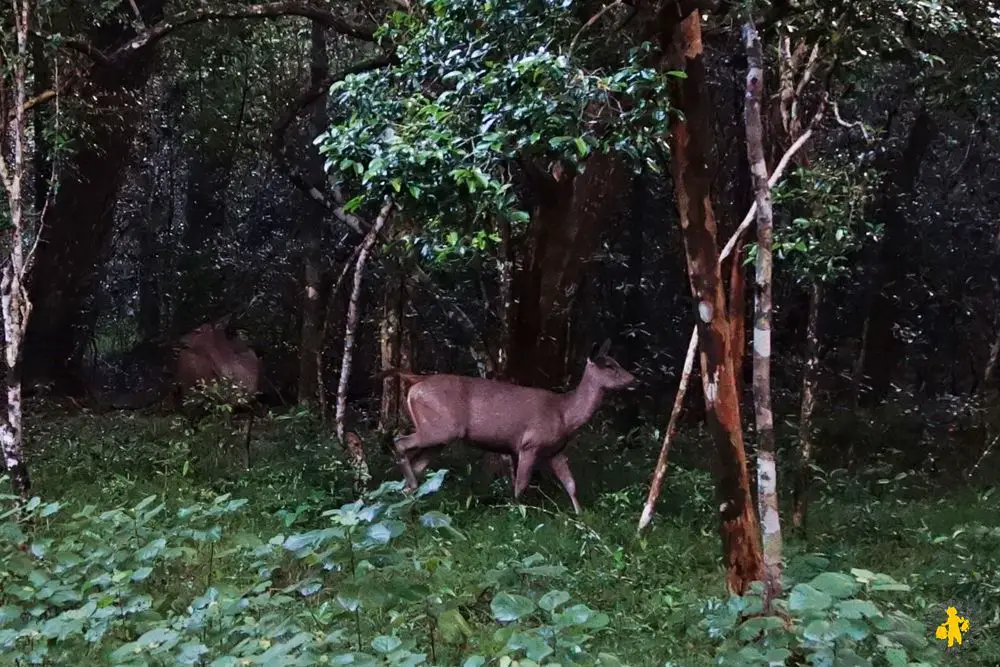 2015.02.25 Sri Lanka (1369) Safari en famille Wilpattu parc