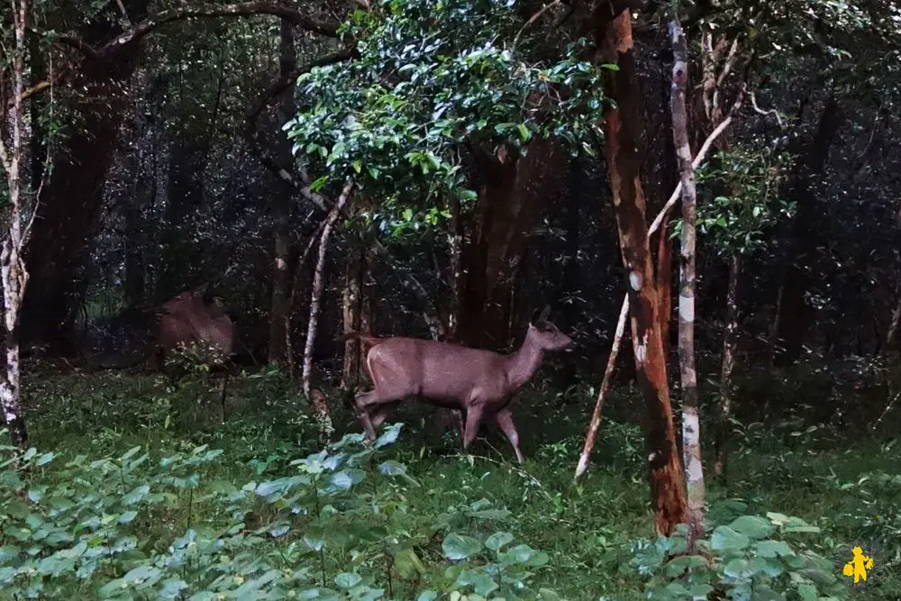 20150225 Sri Lanka 1369 Safari en famille Wilpattu parc Safari au Sri Lanka avec des enfants | VOYAGES ET ENFANTS