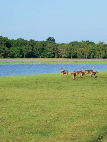 Safari en famille au Sri Lanka :