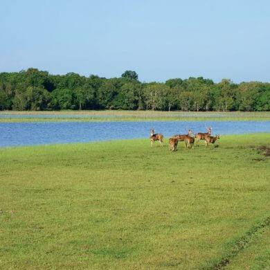 Safari en famille au Sri Lanka