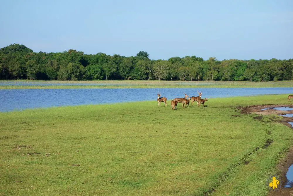 2015.02.25 Sri Lanka (1450) Safari familial Wilpattu
