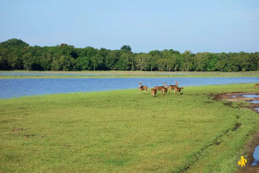 20150225 Sri Lanka 1450 Safari familial Wilpattu Safari au Sri Lanka avec des enfants | VOYAGES ET ENFANTS