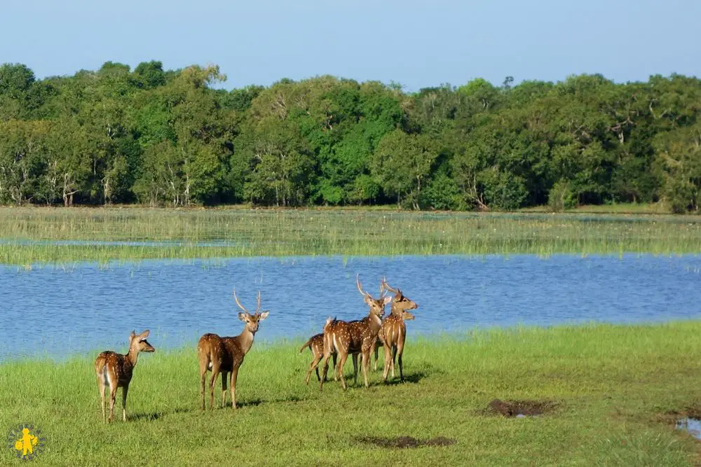 20150225 Sri Lanka 1453 campemant wilpattu parc Safari au Sri Lanka avec des enfants | VOYAGES ET ENFANTS