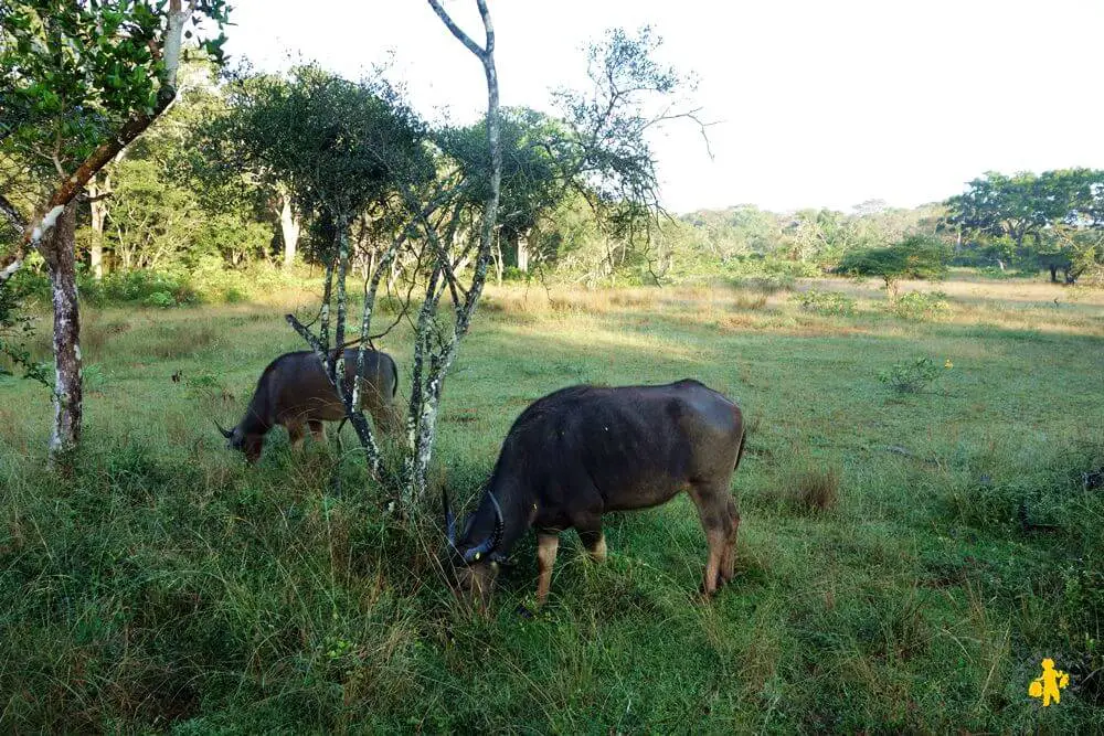 20150225 Sri Lanka Safari buffle Safari au Sri Lanka avec des enfants | VOYAGES ET ENFANTS