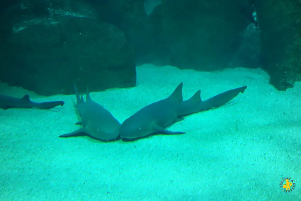 Biarritz en famille aquarium Biarritz en famille Pays Basque | Blog VOYAGES ET ENFANTS