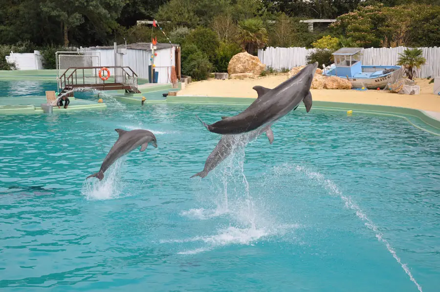 DSC 0261 Ambassadeur chez Planète Sauvage | Blog VOYAGES ET ENFANTS