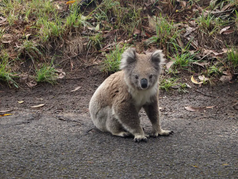 Austalie en van en amille côte est Australie en famille en Van cote est | VOYAGES ET ENFANTS