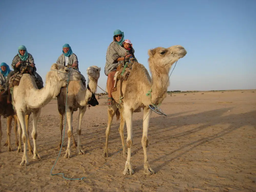Tunisie d+®sert du Sahara en dromadaire pr+¿s de Douz