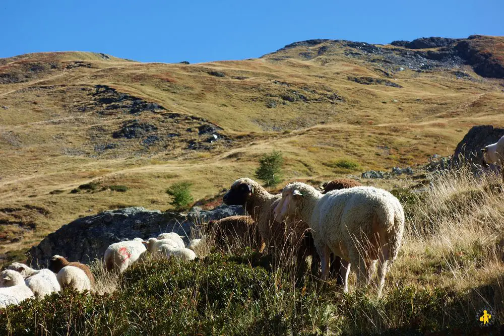 Hautes ALpes et ses moutons lac des cordes avec des enfants Rando lac des Cordes en famille Hautes Alpes | Blog VOYAGES ET ENFANTS