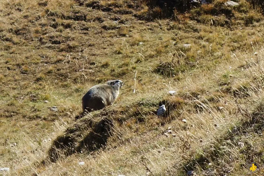 Hautes ALpes randonnée lac des cordes et ses marmottes enfants Rando lac des Cordes en famille Hautes Alpes | Blog VOYAGES ET ENFANTS