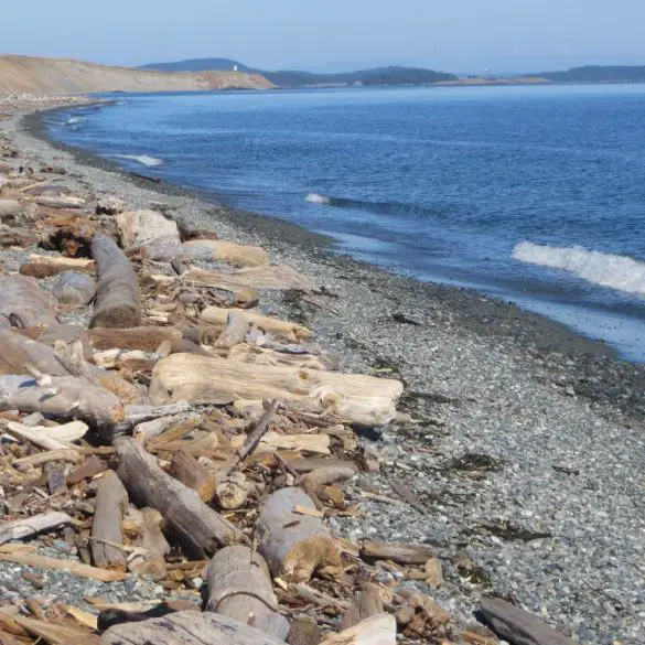 Les USA nature sur le nord de côte pacifique