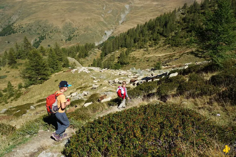 Lac des Cordes mouton Rando lac des Cordes en famille Hautes Alpes | Blog VOYAGES ET ENFANTS