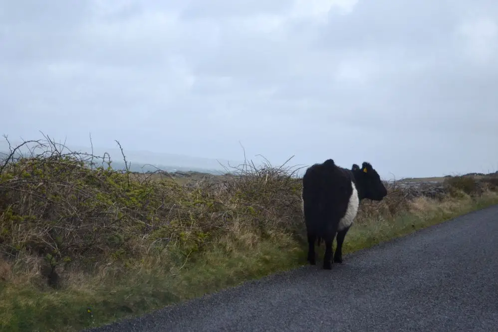 DSC 0136 2 Connemara Burren et Moher en famille Irlande avec des enfants | Blog VOYAGES ET ENFANTS