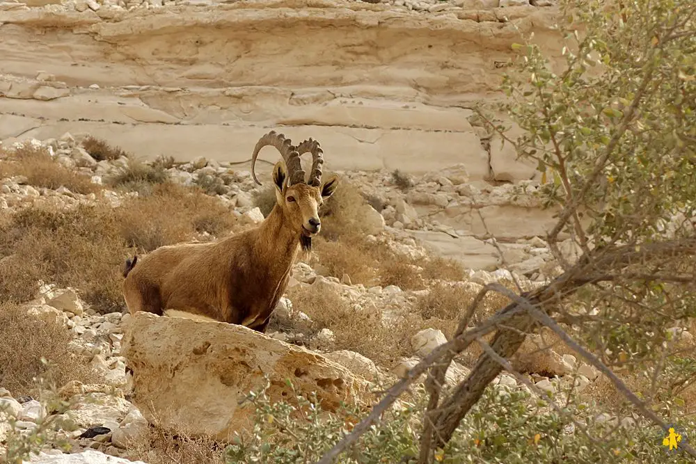 Avdat Ein Israel 102015 13 Israël le sud avec enfants Eilat Négev | Blog VOYAGES ET ENFANTS