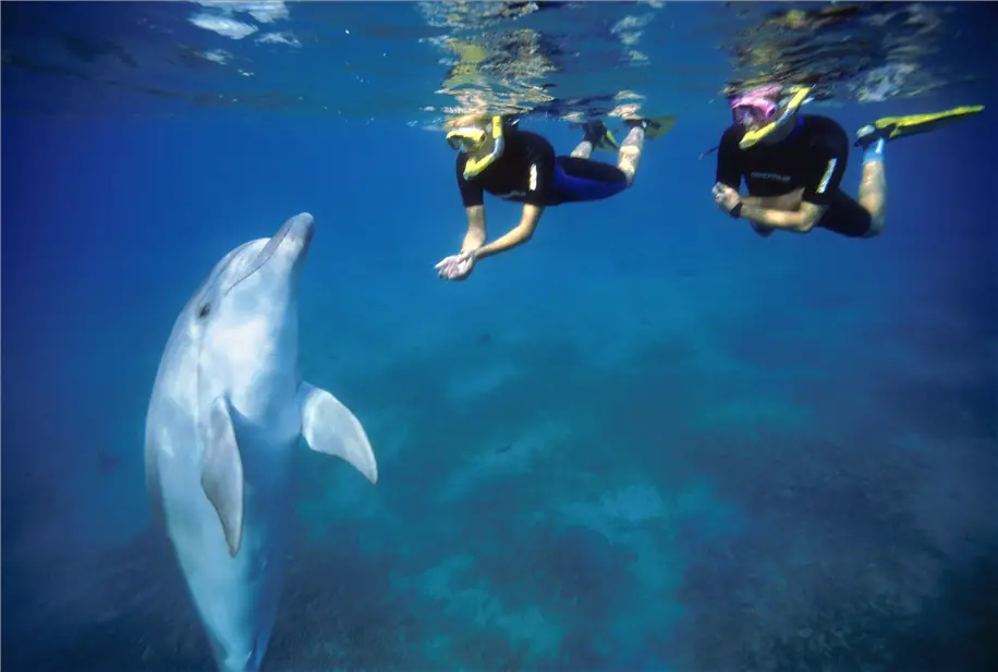 Dolphin Reef - Eilat - SNORKEL SWIM_norm (1)