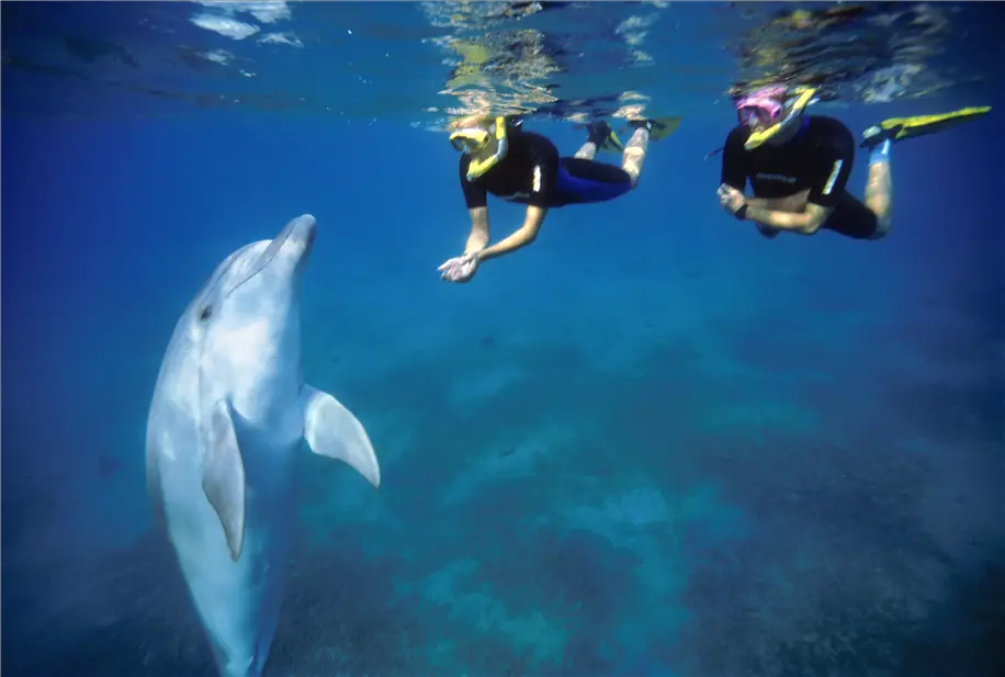 Dolphin Reef Eilat SNORKEL SWIM norm 1 Israël le sud avec enfants Eilat Négev | Blog VOYAGES ET ENFANTS