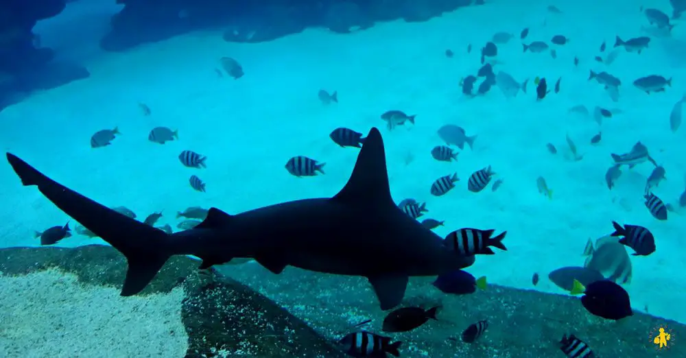 Eilat Aquarium Israel 102015 19 Israël le sud avec enfants Eilat Négev | Blog VOYAGES ET ENFANTS