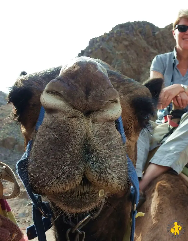 Eilat Camel ranch (6)