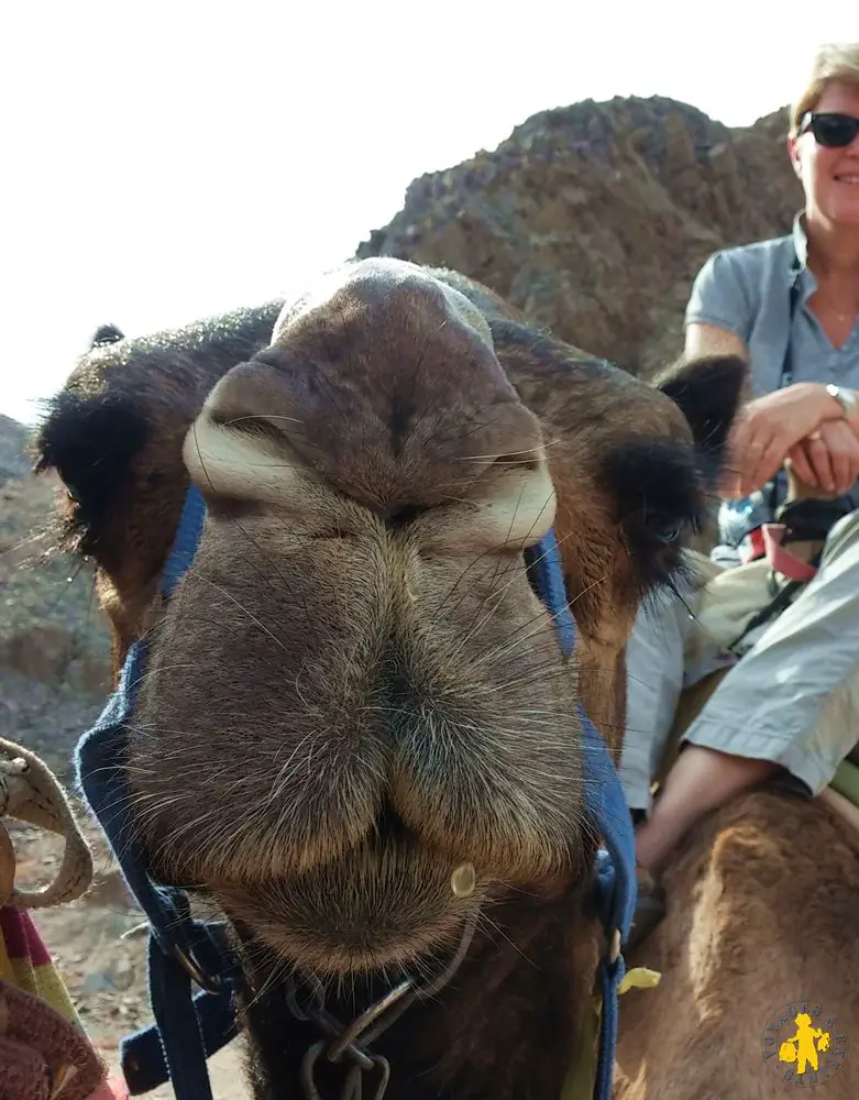 Eilat Camel ranch 6 Israël le sud avec enfants Eilat Négev | Blog VOYAGES ET ENFANTS