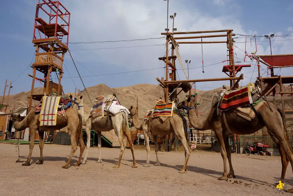 Eilat Camel ranch Israel 102015 12 Israël le sud avec enfants Eilat Négev | Blog VOYAGES ET ENFANTS