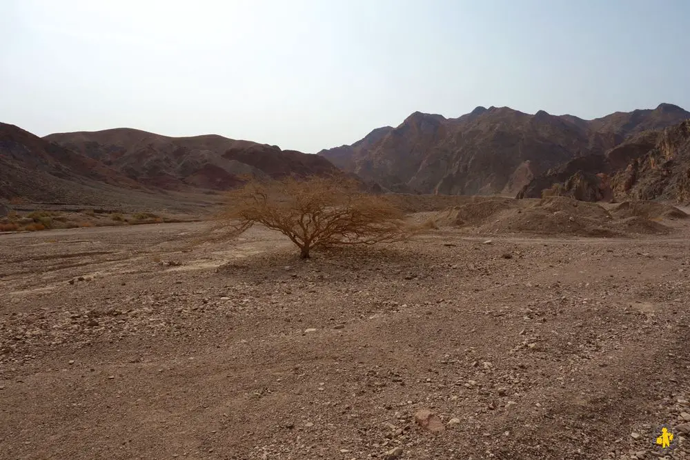 Eilat Camel ranch Israel 102015 3 Israël le sud avec enfants Eilat Négev | Blog VOYAGES ET ENFANTS