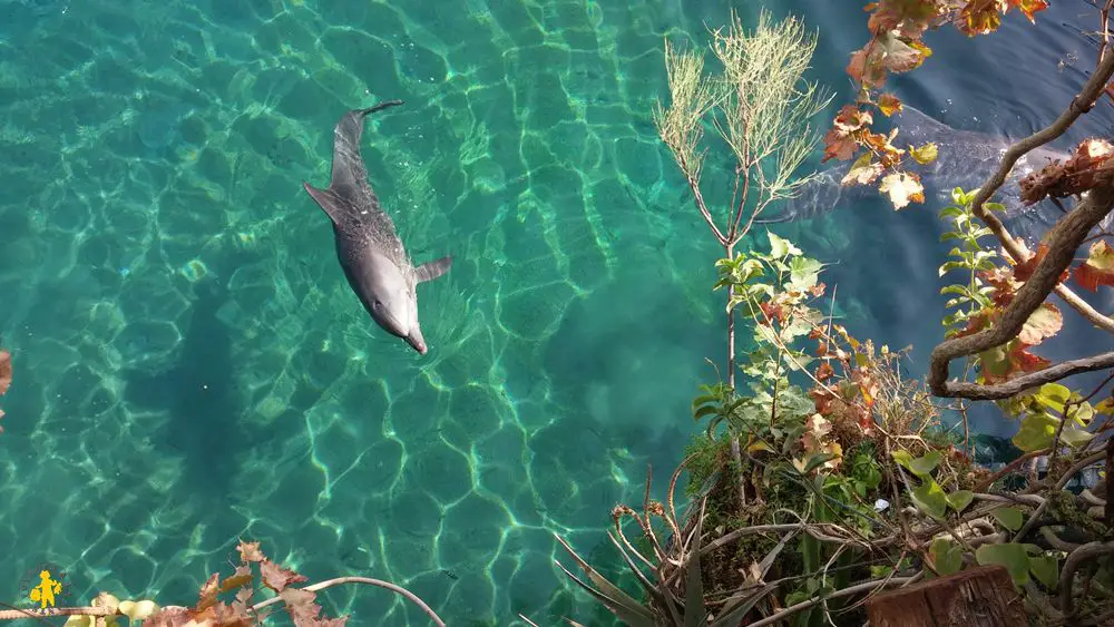 Eilat Dolphin reef 3 Israël le sud avec enfants Eilat Négev | Blog VOYAGES ET ENFANTS