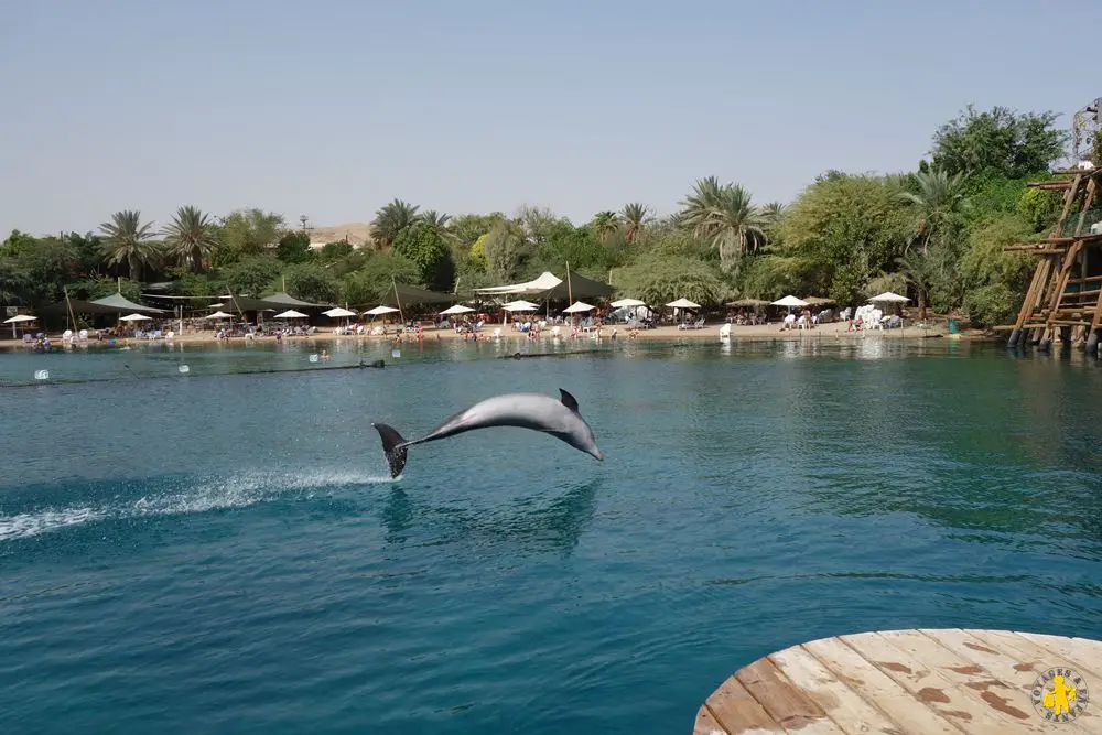 Eilat dolphin reef Israel 10.2015 (30)