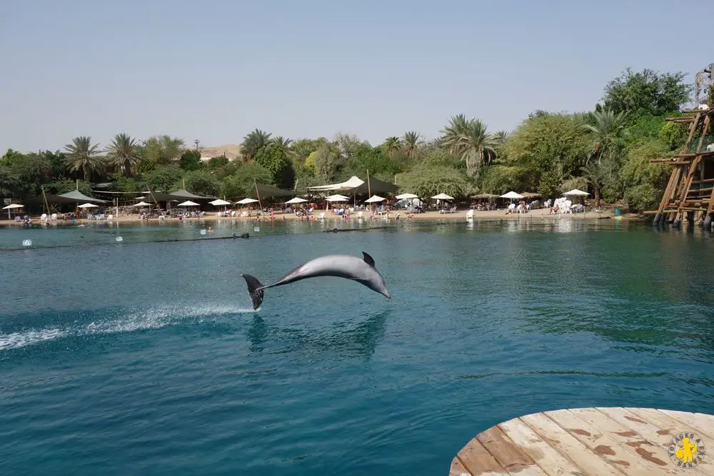 Eilat dolphin reef Israel 102015 30 Israël le sud avec enfants Eilat Négev | Blog VOYAGES ET ENFANTS